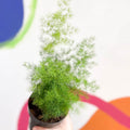 Ming Fern - Asparagus myriocladus - Sprouts of Bristol