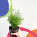 Ming Fern - Asparagus myriocladus - Sprouts of Bristol