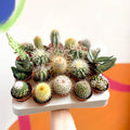 Mini Cactus - Sprouts of Bristol