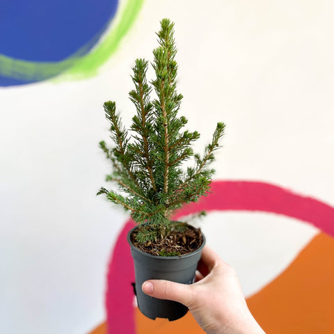 Mini Christmas Tree - White Spruce - Picea glauca ‘Perfecta’ - Sprouts of Bristol