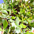 Mini Crassula Succulent Lucky Dip - Sprouts of Bristol