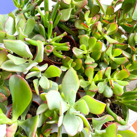 Mini Crassula Succulent Lucky Dip - Sprouts of Bristol