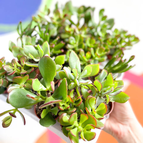 Mini Crassula Succulent Lucky Dip - Sprouts of Bristol