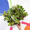 Mini Crassula Succulent Lucky Dip - Sprouts of Bristol