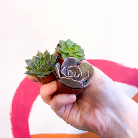 Mini Echeveria Succulent Lucky Dip - Sprouts of Bristol