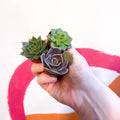 Mini Echeveria Succulent Lucky Dip - Sprouts of Bristol