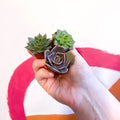 Mini Echeveria Succulent Lucky Dip - Sprouts of Bristol