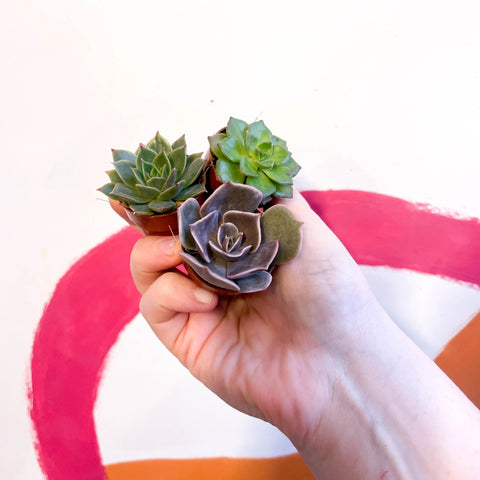 Mini Echeveria Succulent Lucky Dip - Sprouts of Bristol