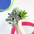 Mini Echeveria Succulent Lucky Dip - Sprouts of Bristol