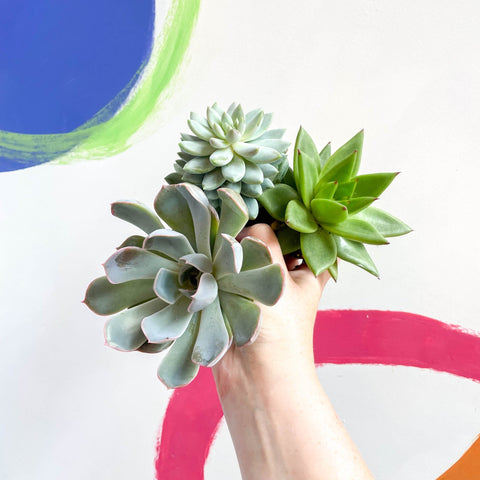Mini Echeveria Succulent Lucky Dip - Sprouts of Bristol