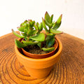 Mini Jade Plant - Crassula ovata - Sprouts of Bristol