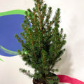 Mini Potted Christmas Tree - White Spruce - Picea glauca - Sprouts of Bristol