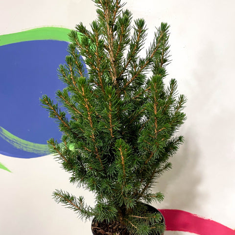 Mini Potted Christmas Tree - White Spruce - Picea glauca - Sprouts of Bristol