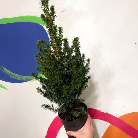 Mini Potted Christmas Tree - White Spruce - Picea glauca - Sprouts of Bristol