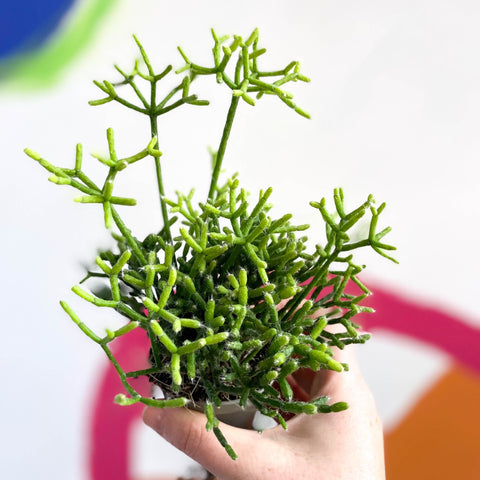 Mistletoe Cactus - Rhipsalis cereuscula - Sprouts of Bristol