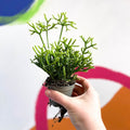 Mistletoe Cactus - Rhipsalis cereuscula - Sprouts of Bristol