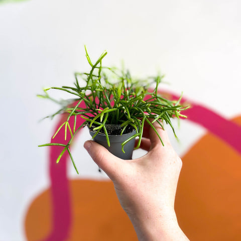 Mistletoe Cactus - Rhipsalis clavata - Sprouts of Bristol
