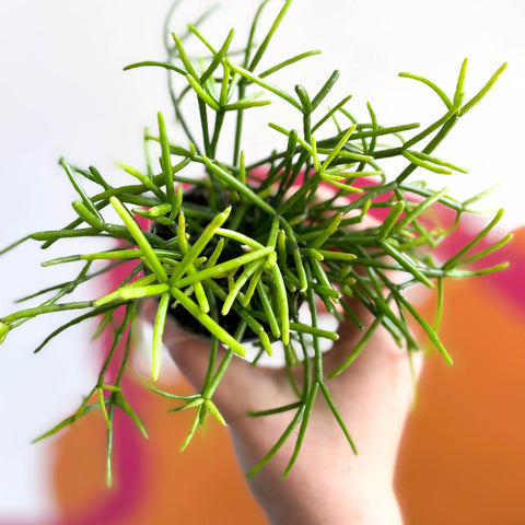 Mistletoe Cactus - Rhipsalis clavata - Sprouts of Bristol