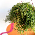 Mistletoe Cactus - Rhipsalis clavata 'Easy Sweety' - Sprouts of Bristol