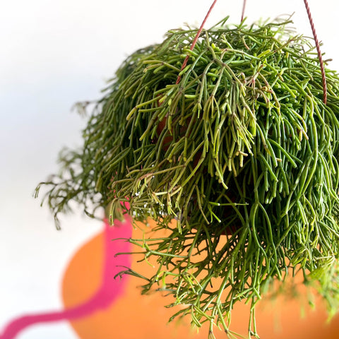 Mistletoe Cactus - Rhipsalis clavata 'Easy Sweety' - Sprouts of Bristol