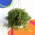 Mistletoe Cactus - Rhipsalis clavata 'Easy Sweety' - Sprouts of Bristol