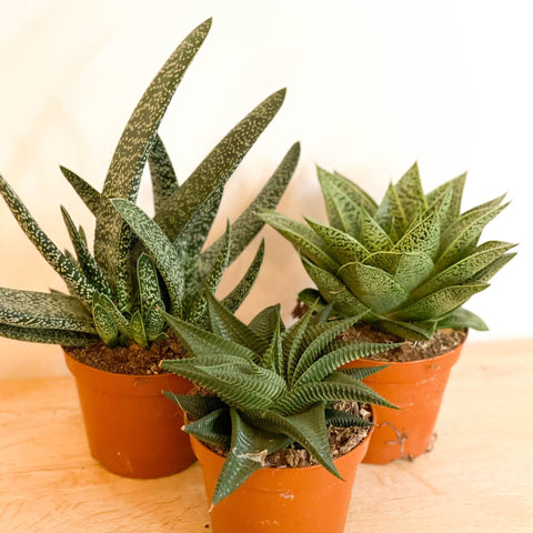 Mixed Aloe - Sprouts of Bristol
