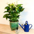 Mixed Flamingo Flower - Anthurium - Sprouts of Bristol