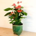 Mixed Flamingo Flower - Anthurium - Sprouts of Bristol