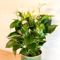 Mixed Flamingo Flower - Anthurium - Sprouts of Bristol