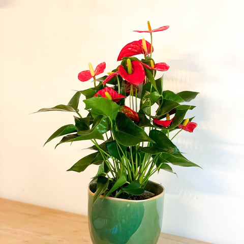 Mixed Flamingo Flower - Anthurium - Sprouts of Bristol