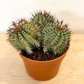 Mixed Large Cacti - Sprouts of Bristol