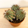 Mixed Large Cacti - Sprouts of Bristol
