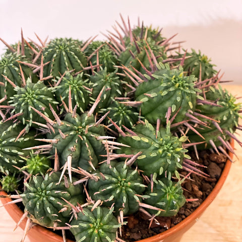 Mixed Large Cacti - Sprouts of Bristol