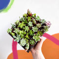 Mixed Succulents - Sprouts of Bristol