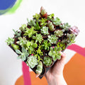 Mixed Succulents - Sprouts of Bristol