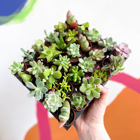 Mixed Succulents - Sprouts of Bristol