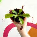 Monkey Jars - Nepenthes lowii x ventricosa - Sprouts of Bristol