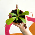Monkey Jars - Nepenthes lowii x ventricosa - Sprouts of Bristol