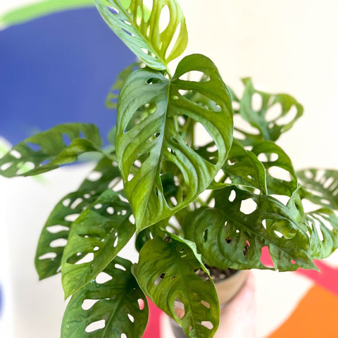 Monkey Mask - Monstera adansonii - British Grown - Sprouts of Bristol