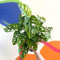 Monkey Mask - Monstera adansonii - British Grown - Sprouts of Bristol