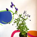 Monkshood - Aconitum henryi 'Spark's Variety' - Cotswold Grown Perennial - Sprouts of Bristol