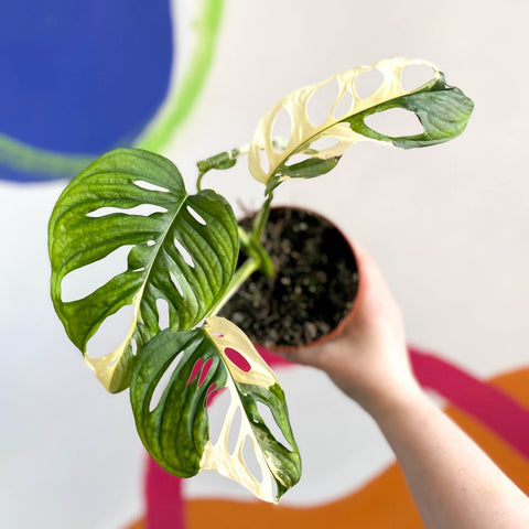 Monstera adansonii variegata - Sprouts of Bristol