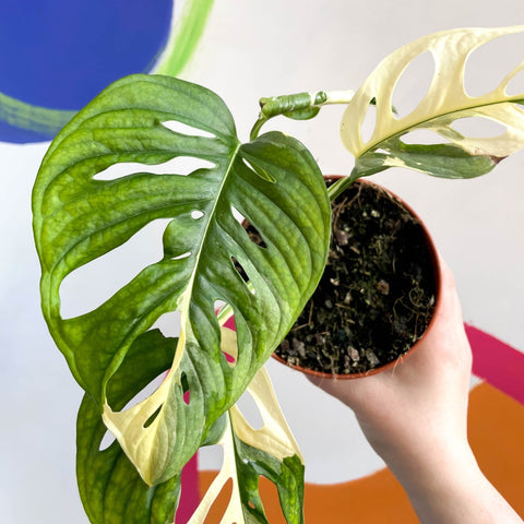 Monstera adansonii variegata - Sprouts of Bristol