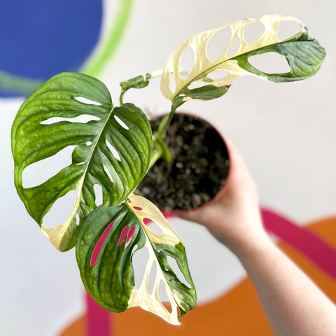 Monstera adansonii variegata - Sprouts of Bristol