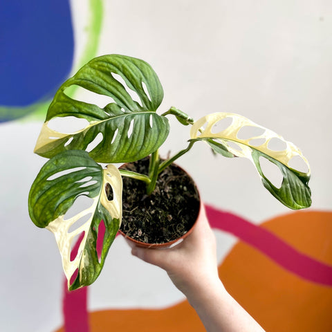 Monstera adansonii variegata - Sprouts of Bristol