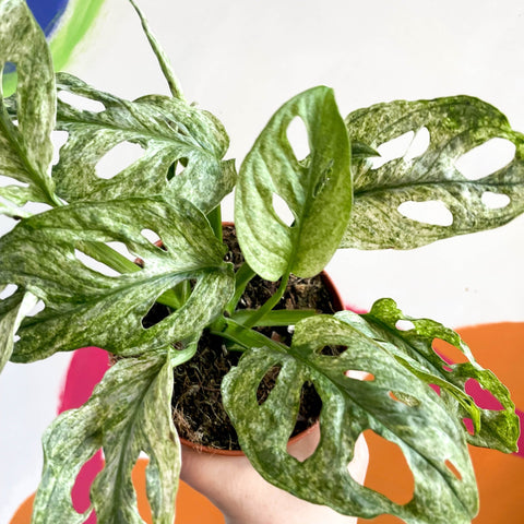Monstera adansonii variegata 'Mint' - Sprouts of Bristol