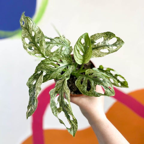 Monstera adansonii variegata 'Mint' - Sprouts of Bristol