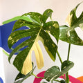 Monstera deliciosa 'Thai Constellation' - British Grown - Sprouts of Bristol