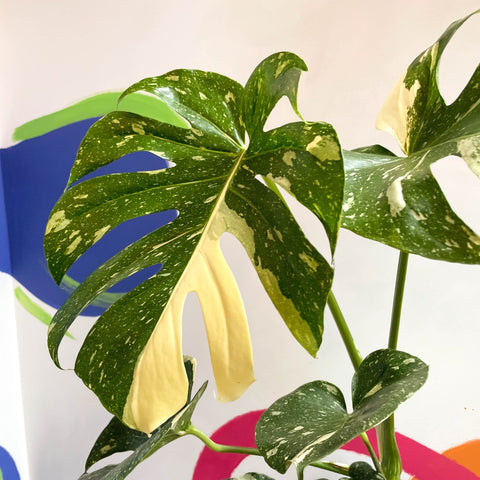 Monstera deliciosa 'Thai Constellation' - British Grown - Sprouts of Bristol