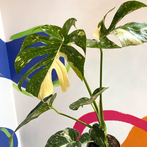 Monstera deliciosa 'Thai Constellation' - British Grown - Sprouts of Bristol